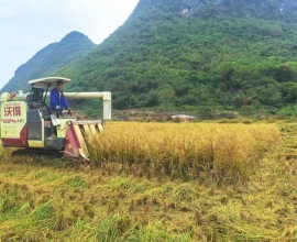 制种水稻获丰收绘就乡村振兴好“丰”景