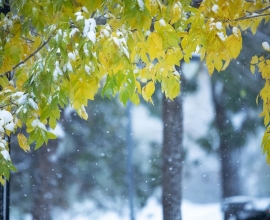 今日小雪