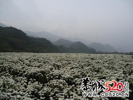 菊花开满田，花农愁在心；忙碌春夏秋；荒废于田中，543 / 作者:932720107 / 帖子ID:3074