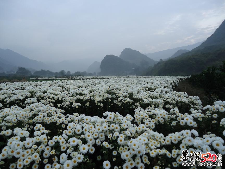 菊花开满田，花农愁在心；忙碌春夏秋；荒废于田中，795 / 作者:932720107 / 帖子ID:3074