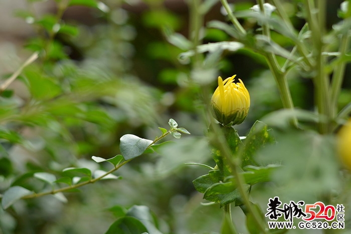 卖菊花的老男孩。541 / 作者:悟空 / 帖子ID:4305