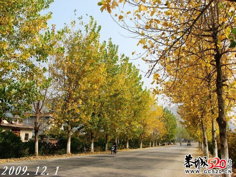 初冬时节，又想起这曾经的黄树林。579 / 作者:平安大叔 / 帖子ID:4698