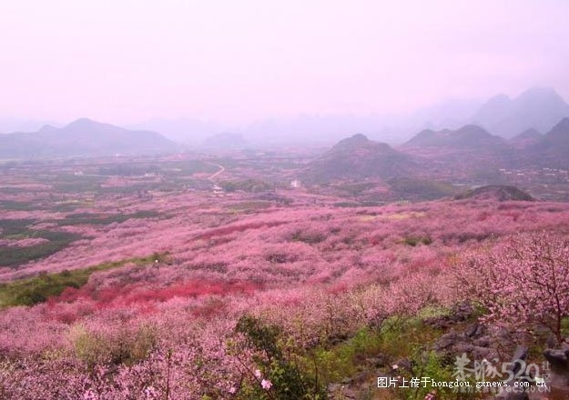 2012年第十届恭城桃花节旅游线路《一》533 / 作者:翠峰紫阳 / 帖子ID:10406