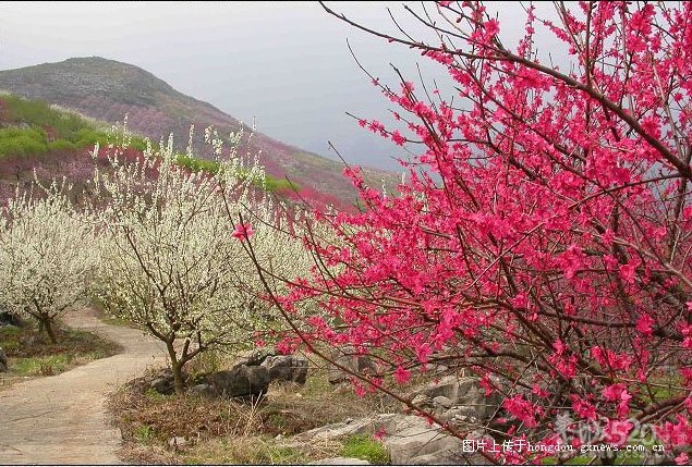 2012年第十届恭城桃花节旅游线路《一》605 / 作者:翠峰紫阳 / 帖子ID:10406