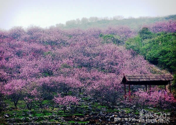 2012年第十届恭城桃花节旅游线路《一》833 / 作者:翠峰紫阳 / 帖子ID:10406