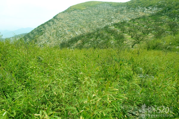 骑行大岭山，一个人的孤单芭蕾171 / 作者:黄子 / 帖子ID:11439