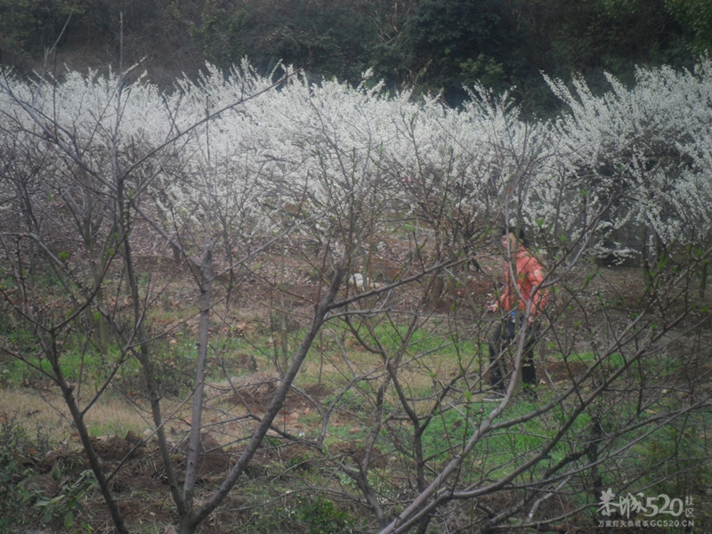 2012恭城第十届桃花节开园仪式于今日启动35 / 作者:箩筐索 / 帖子ID:11564