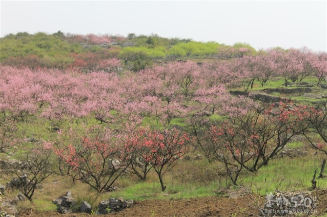 桃花山一游652 / 作者:我不懂你 / 帖子ID:13022