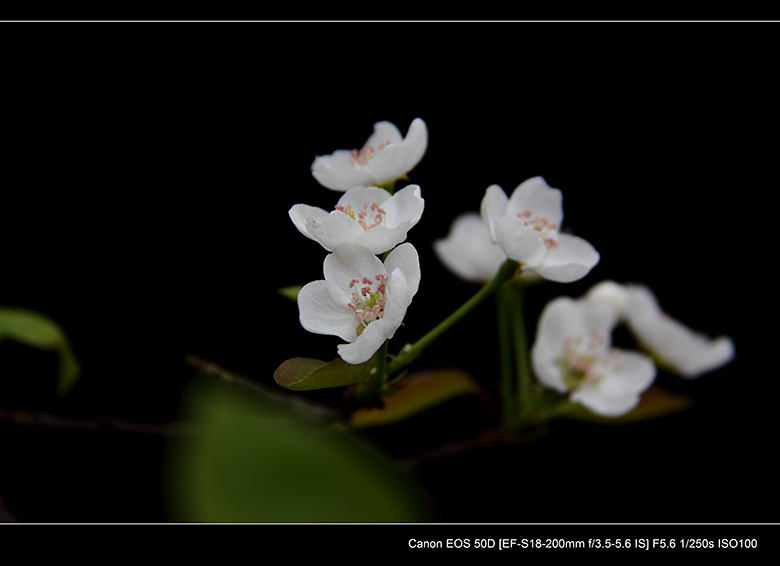 2012花间集--桃梨争艳892 / 作者:探路者 / 帖子ID:13248