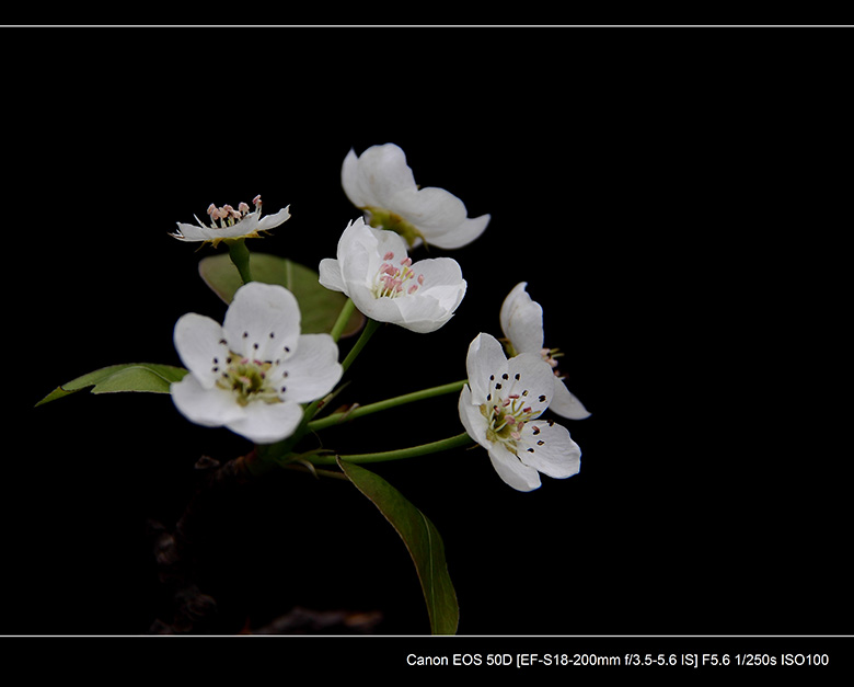 2012花间集--桃梨争艳927 / 作者:探路者 / 帖子ID:13248