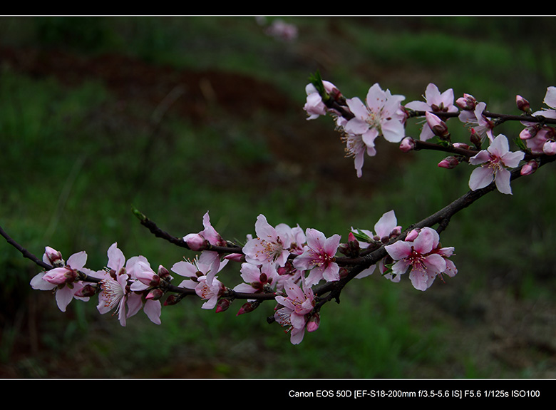 2012花间集--桃梨争艳69 / 作者:探路者 / 帖子ID:13248