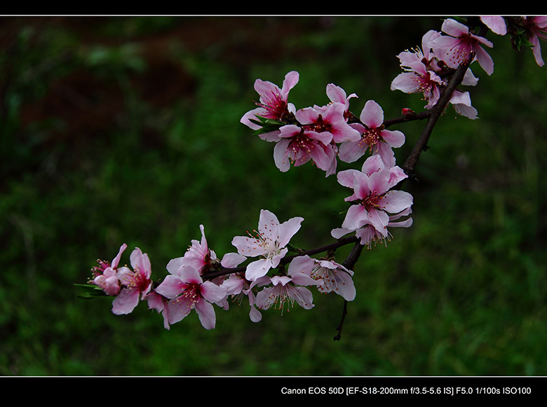 2012花间集--桃梨争艳523 / 作者:探路者 / 帖子ID:13248