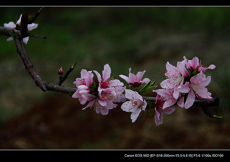 2012花间集--桃梨争艳391 / 作者:探路者 / 帖子ID:13248