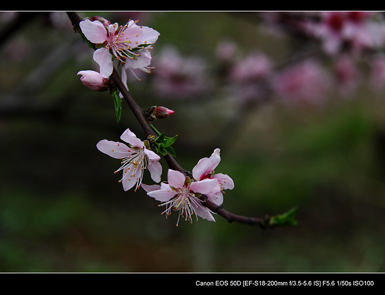 2012花间集--桃梨争艳753 / 作者:探路者 / 帖子ID:13248