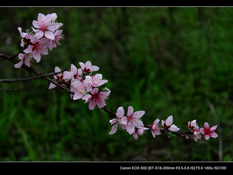 2012花间集--桃梨争艳390 / 作者:探路者 / 帖子ID:13248