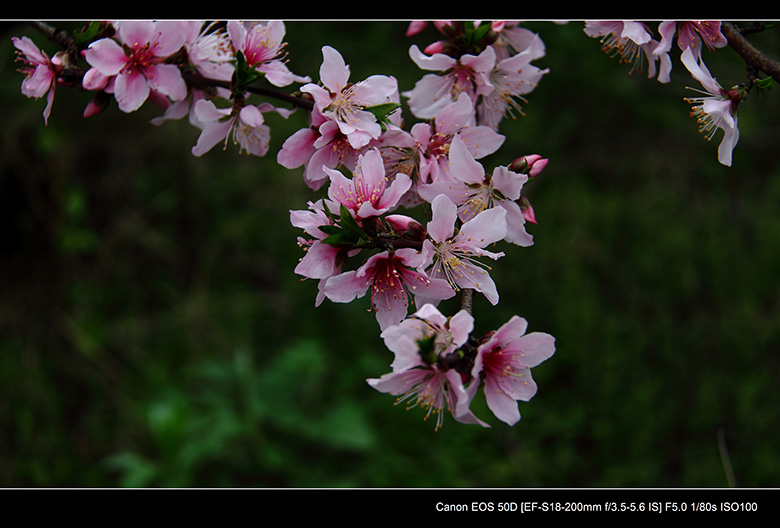 2012花间集--桃梨争艳394 / 作者:探路者 / 帖子ID:13248