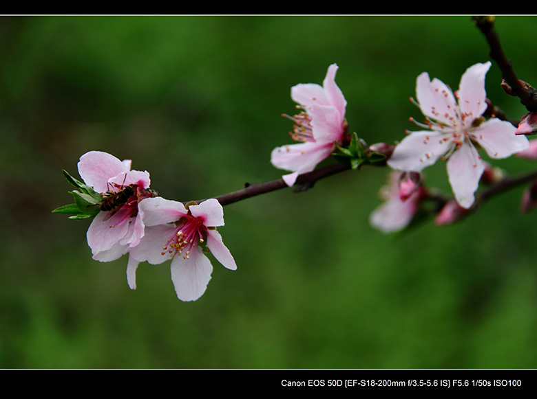 2012花间集--桃梨争艳678 / 作者:探路者 / 帖子ID:13248