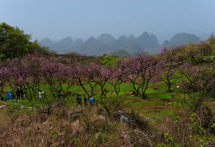 刘国兴恭城图片（一）瑶乡春色910 / 作者:老兔子 / 帖子ID:13934