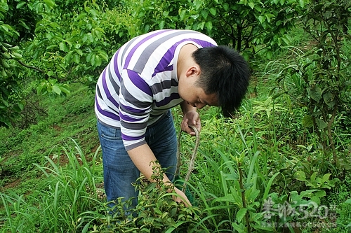 谷雨时节！我们采茶去！26 / 作者:铠甲勇士 / 帖子ID:15185