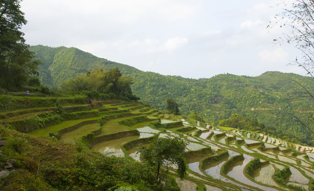 gongcheng  恭城梯田小景238 / 作者:老兔子 / 帖子ID:17846