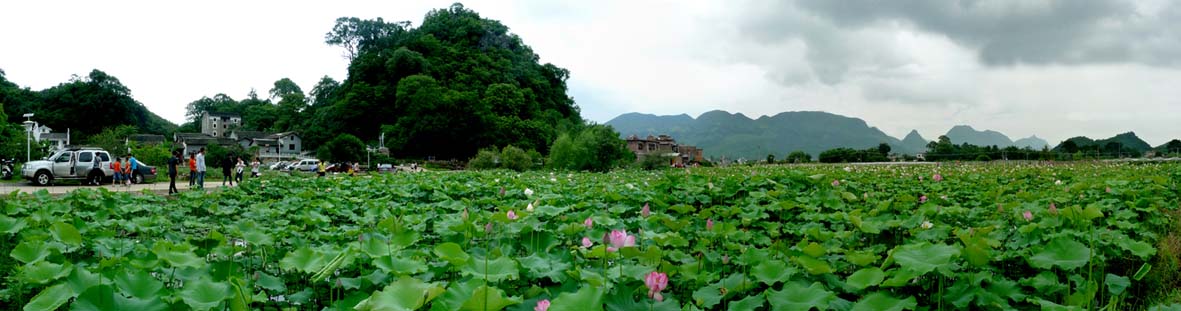 邓扒荷花全景图361 / 作者:油茶之都 / 帖子ID:19275