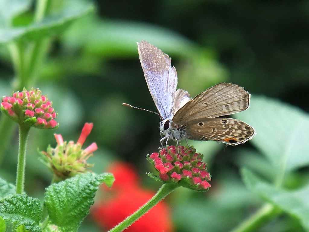 眷恋鲜花的小粉蝶690 / 作者:山野图夫 / 帖子ID:56582