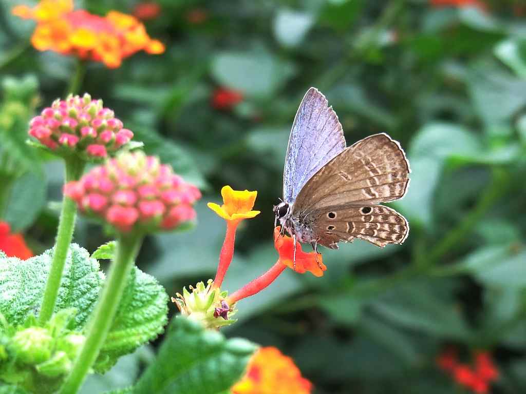 眷恋鲜花的小粉蝶956 / 作者:山野图夫 / 帖子ID:56582