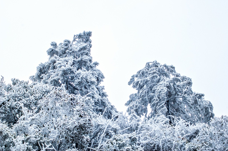 冰雪与青山相邻364 / 作者:私想者 / 帖子ID:59892