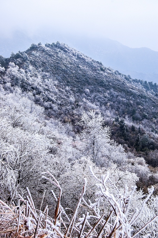 冰雪与青山相邻178 / 作者:私想者 / 帖子ID:59892