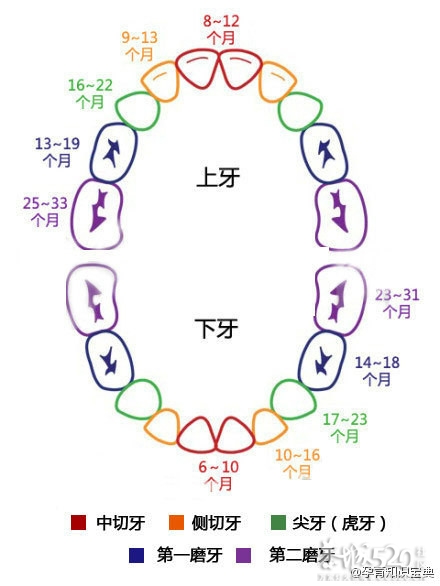 【乳牙萌出时间及顺序】妈妈们，宝宝都有几颗牙了？686 / 作者:悠悠亲情 / 帖子ID:60113