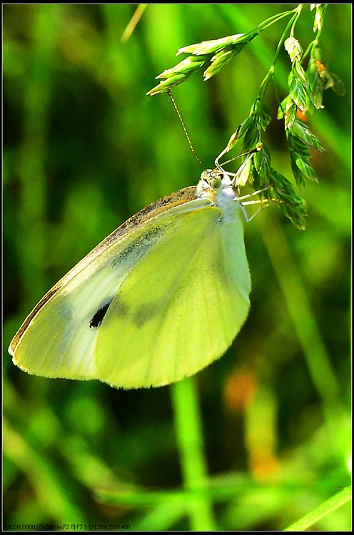 D800试拍花虫草746 / 作者:新乐文化传媒 / 帖子ID:96516