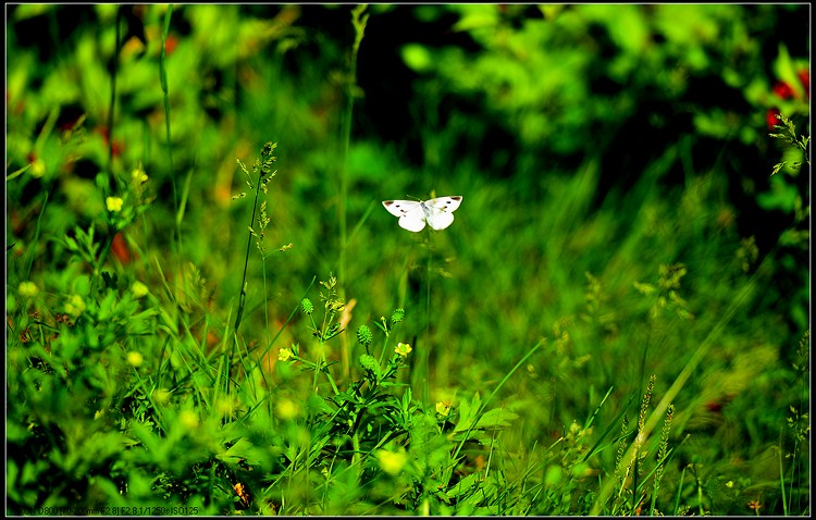 D800试拍花虫草15 / 作者:新乐文化传媒 / 帖子ID:96516