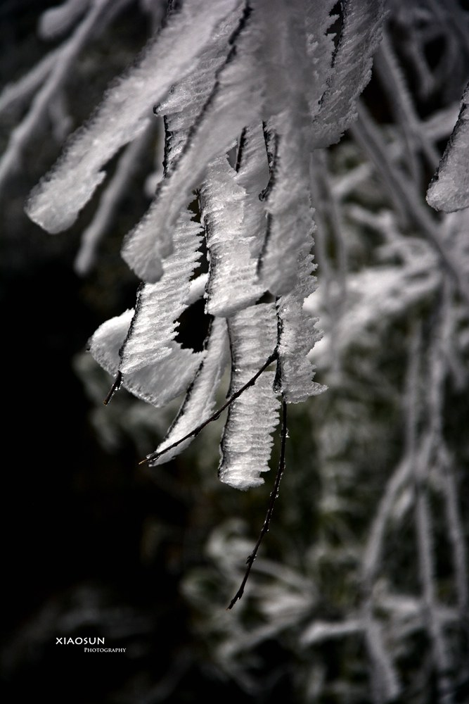 南国雪景正芬芳，赏雪何须到北国？883 / 作者:与孤独共舞 / 帖子ID:100131