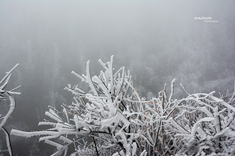 南国雪景正芬芳，赏雪何须到北国？560 / 作者:与孤独共舞 / 帖子ID:100131