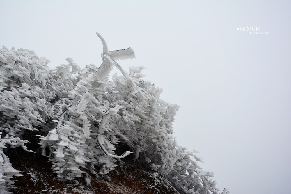 南国雪景正芬芳，赏雪何须到北国？44 / 作者:与孤独共舞 / 帖子ID:100131