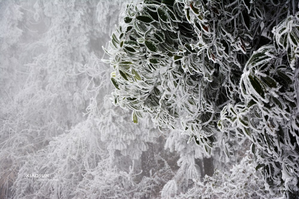 南国雪景正芬芳，赏雪何须到北国？782 / 作者:与孤独共舞 / 帖子ID:100131