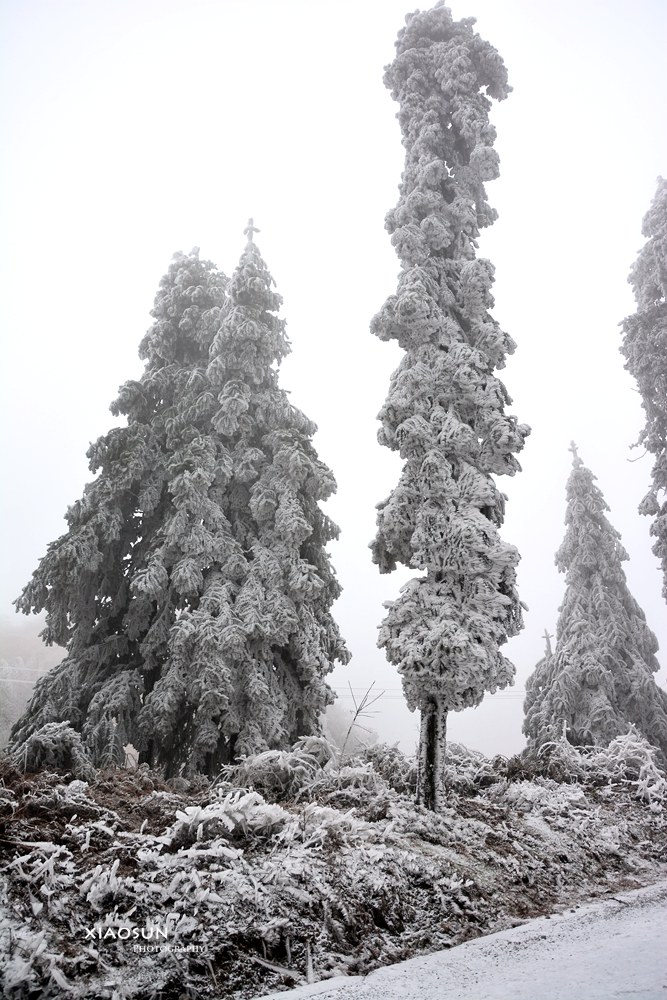 南国雪景正芬芳，赏雪何须到北国？16 / 作者:与孤独共舞 / 帖子ID:100131