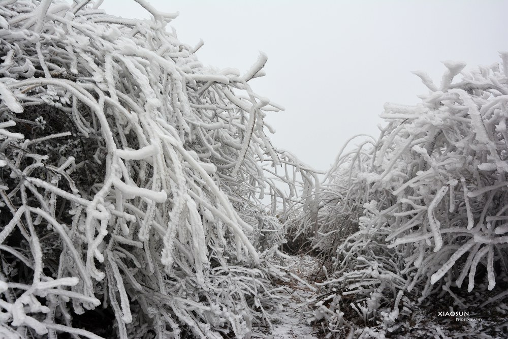 南国雪景正芬芳，赏雪何须到北国？68 / 作者:与孤独共舞 / 帖子ID:100131