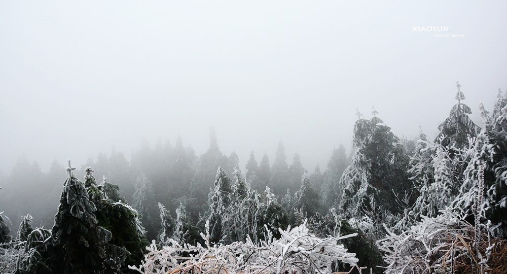 南国雪景正芬芳，赏雪何须到北国？536 / 作者:与孤独共舞 / 帖子ID:100131