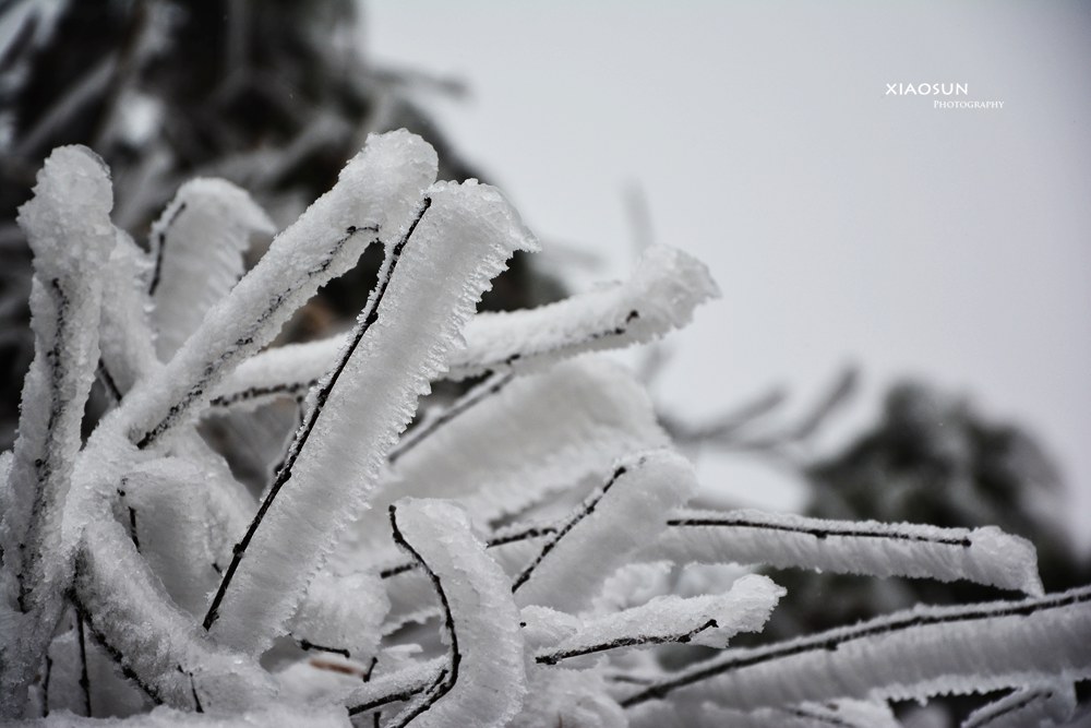 南国雪景正芬芳，赏雪何须到北国？400 / 作者:与孤独共舞 / 帖子ID:100131