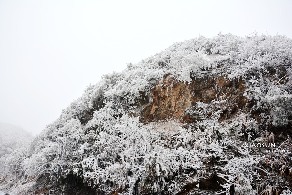 南国雪景正芬芳，赏雪何须到北国？863 / 作者:与孤独共舞 / 帖子ID:100131