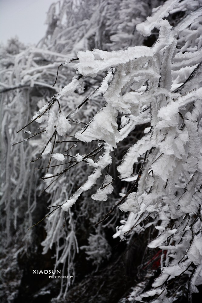 南国雪景正芬芳，赏雪何须到北国？125 / 作者:与孤独共舞 / 帖子ID:100131