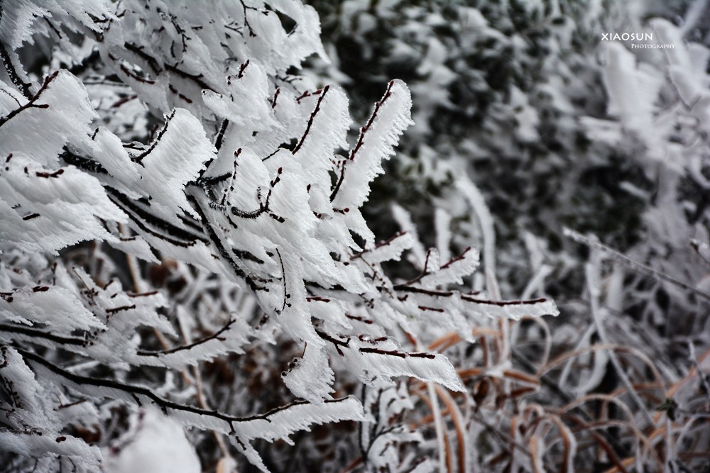 南国雪景正芬芳，赏雪何须到北国？857 / 作者:与孤独共舞 / 帖子ID:100131