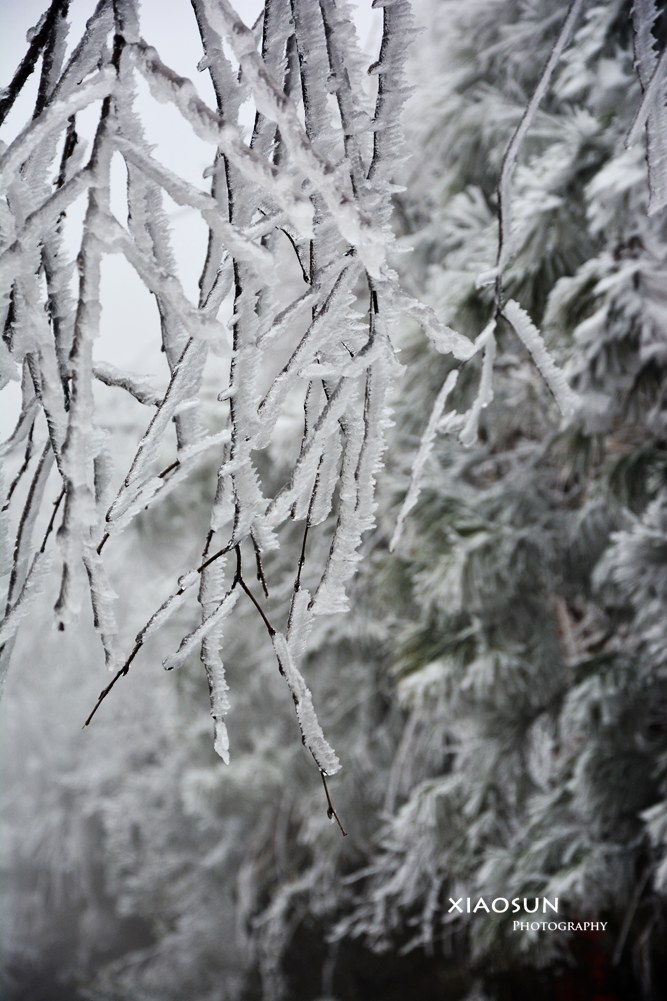 南国雪景正芬芳，赏雪何须到北国？53 / 作者:与孤独共舞 / 帖子ID:100131