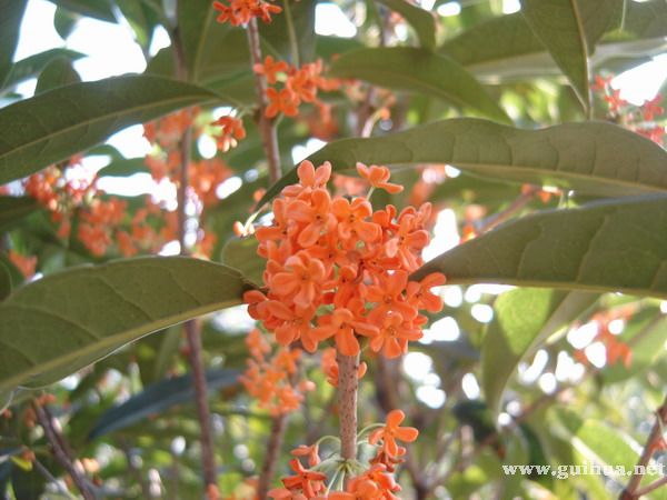 大量提供两年生红桂花苗（朱砂红）。价格面议。电话：13788738578；13077629950880 / 作者:得普利麻 / 帖子ID:100450