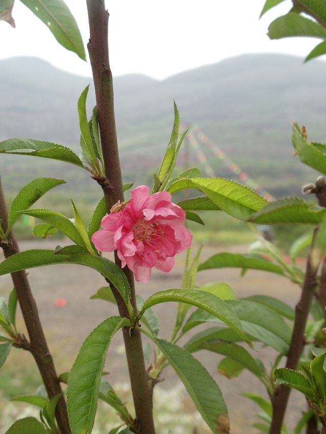 要门票的桃花节照样进去不买票走个小道377 / 作者:珍惜 / 帖子ID:100902