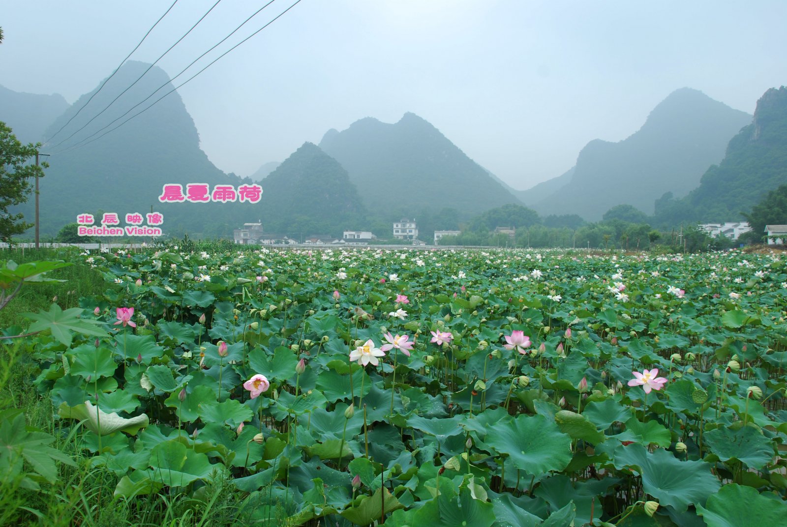 晨夏雨荷【北辰映像】之邓扒荷花331 / 作者:北辰 / 帖子ID:102561