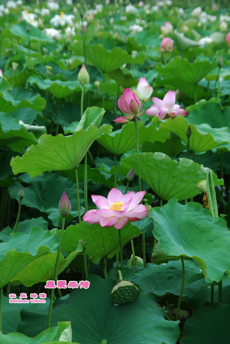 晨夏雨荷【北辰映像】之邓扒荷花202 / 作者:北辰 / 帖子ID:102561