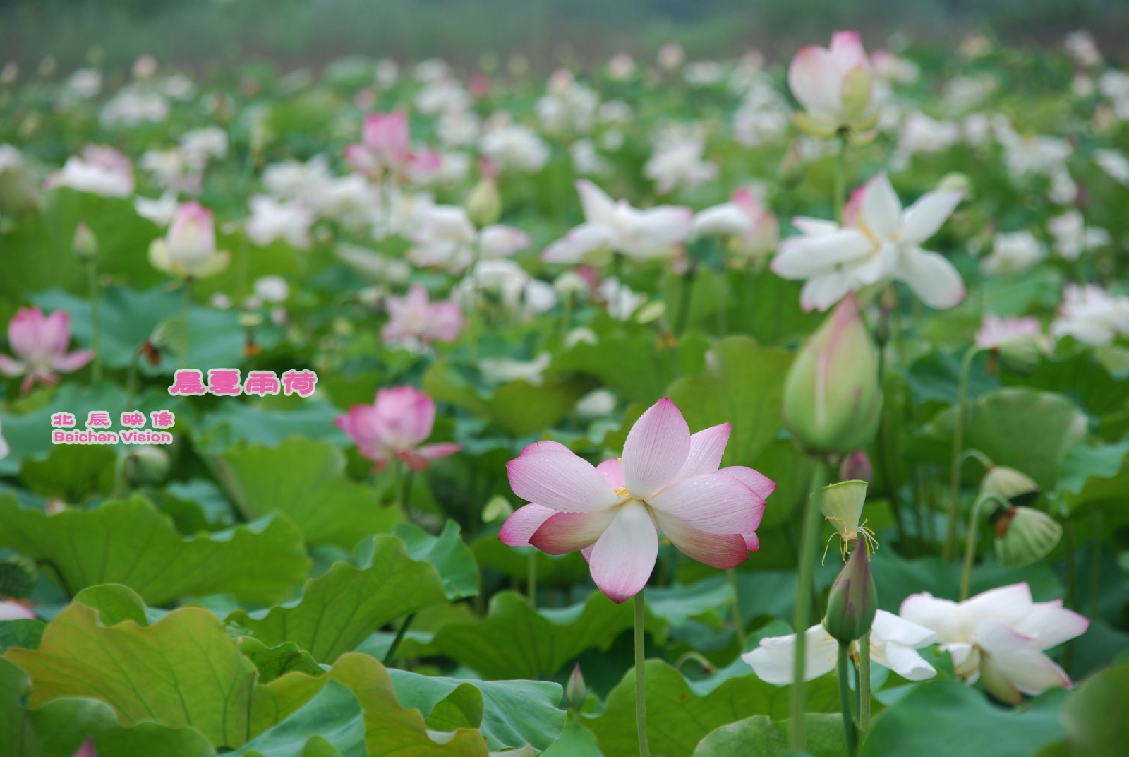 晨夏雨荷【北辰映像】之邓扒荷花484 / 作者:北辰 / 帖子ID:102561