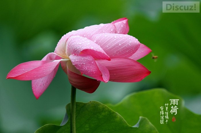 为了发这帖子！花了我整整半个小时！（如果，我在南宁遇见你）346 / 作者:建筑19551213 / 帖子ID:105436